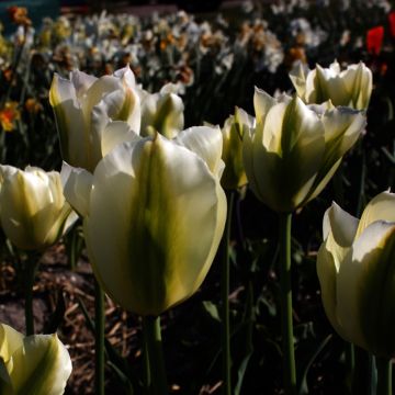 Tulipe viridiflora (Fleur de lis) Green Mile