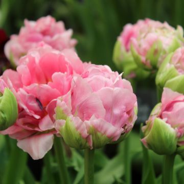 Tulipe Double Ice Age