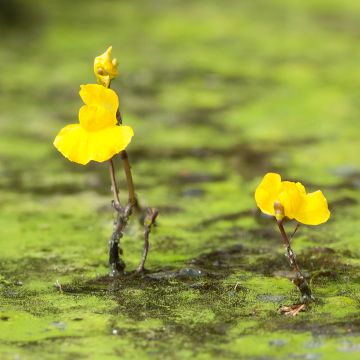 Sarracenia purpurea venosa - Sarracénie pourpre, plante carnivore