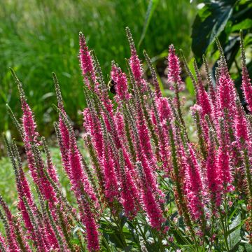 Veronica spicata Baby Blue - Véronique en épis-
