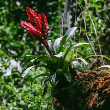 Vriesea Barbara