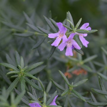 Westringia fruticosa - Romarin d'Australie