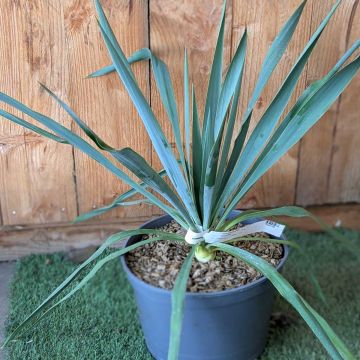 Yucca filamentosa Colour Guard - Yucca filamenteux panaché