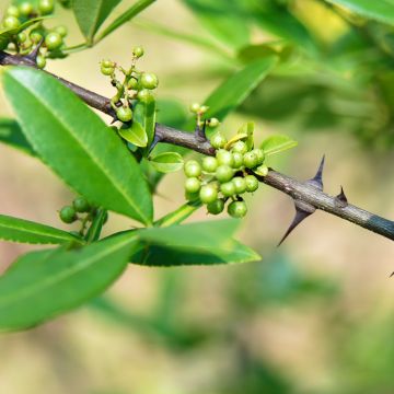 Zanthoxylum americanum - Clavalier américain