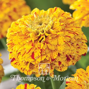 Zinnia Elegans Pop Art Golden & Red 
