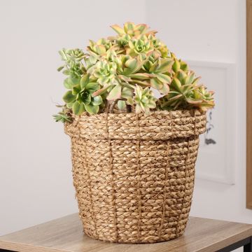 Aeonium Floresens
