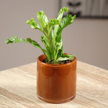 Asplenium antiquum Leslie - Fougère antique