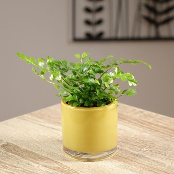 Asplenium Parvati - Fougère