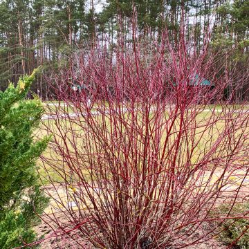 Cornus sanguinea - Cornouiller sanguin