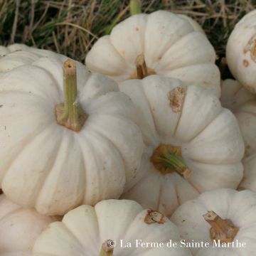 Courge Baby Boo Bio - Ferme de Sainte Marthe