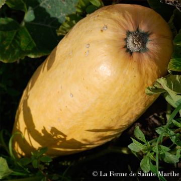 Courge Pink Jumbo Banana Bio - Ferme de Sainte Marthe 
