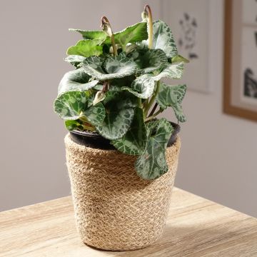 Cyclamen de Perse