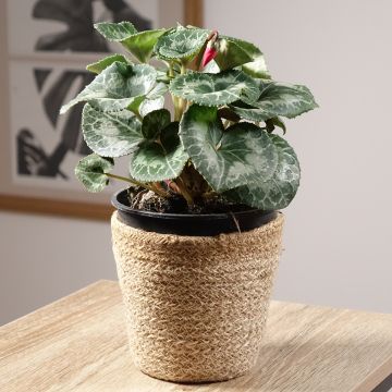 Cyclamen de Perse