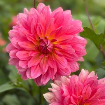 Dahlia Napoli