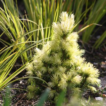 Picea glauca Daisy's White - Epinette blanche                      