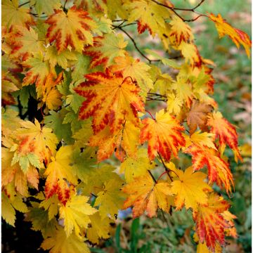 Érable du Japon - Acer japonicum Vitifolium en pot de 12L/15L