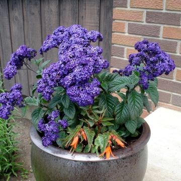 Heliotrope arborescens Menois