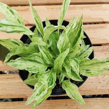 Hosta Blue Angel