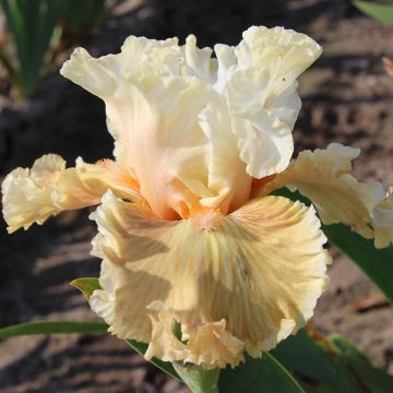 Iris germanica Australian Rose - Iris des Jardins