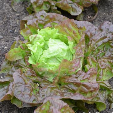 Laitue Merveille des 4 Saisons Bio - Ferme de Sainte Marthe