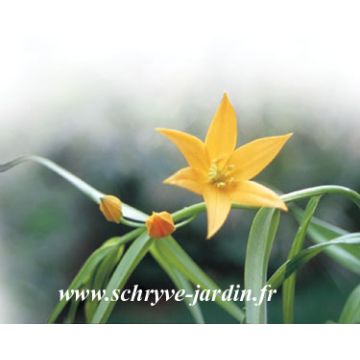 Littonia