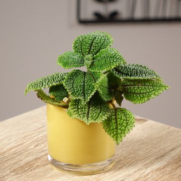 Pilea Moon Valley
