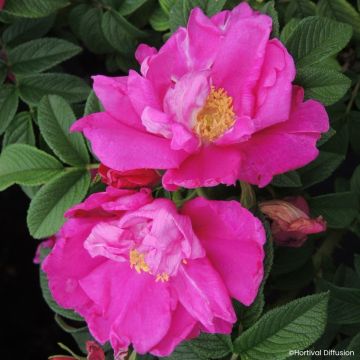 Rosa rugosa Angelia Purple