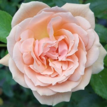 Rosier Garden of Roses - Joie de Vivre