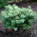 Abies - Sapins