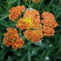 Achillées à fleurs jaunes et orange