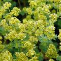 Alchemilla - Alchémilles