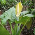 Alocasia - Oreilles d'éléphant