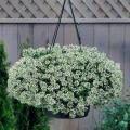 Annuelles blanches