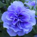 Annuelles bleues