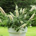 Arbustes pour pots