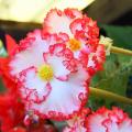 Begonia - Bégonias