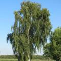 Betula pendula - Bouleaux pendants