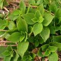 Boehmeria - Orties de Chine, Ramies