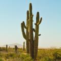 Cactus cierges et colonnaires