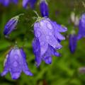 Campanules bleues