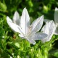 Campanules rampantes