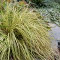 Carex oshimensis - Laîche d'Oshima