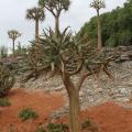 Jardin des Antipodes - Tendance Jardin 2026