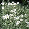 Cerastium - Corbeilles d'argent, Céraistes