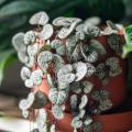 Ceropegia