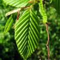 Carpinus - Charmes
