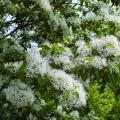 Chionanthus - Arbres à neige