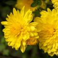 Chrysanthèmes des fleuristes