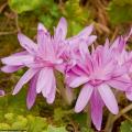 Colchiques - Colchicum