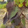 Colocasia - Taro